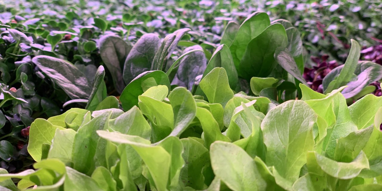 What are microgreens?