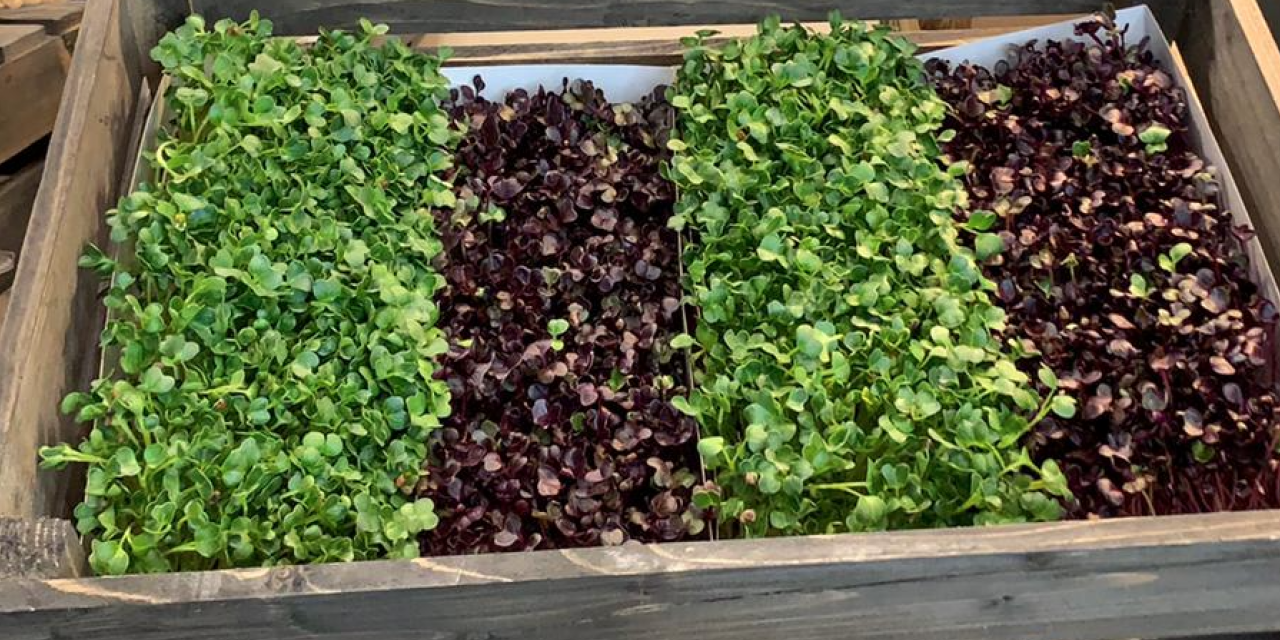 What are microgreens?