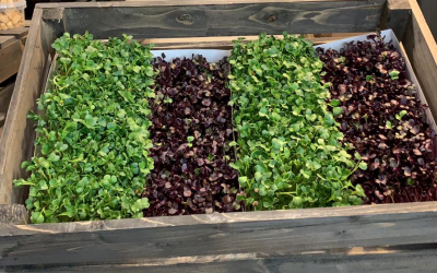 What are microgreens?