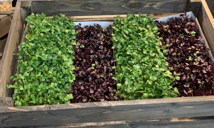 What are microgreens?