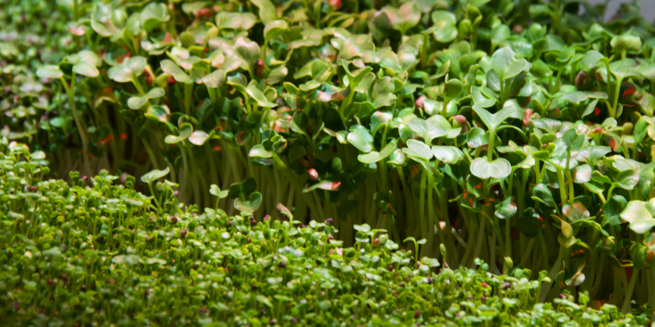 What are microgreens?