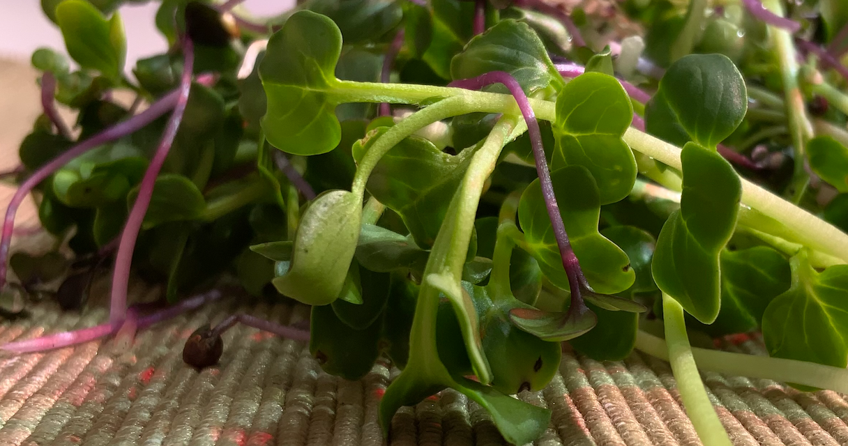 What are microgreens?