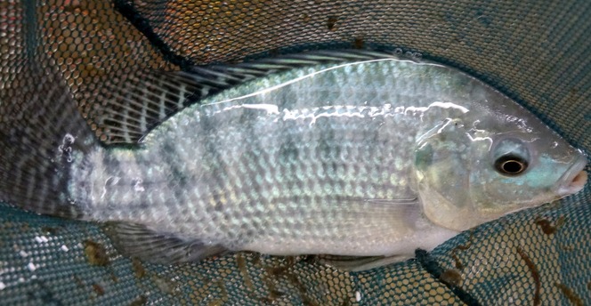 Tilapia