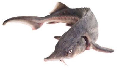 Sturgeon