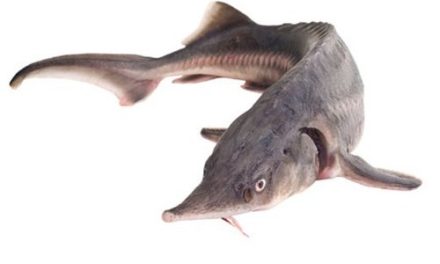 Sturgeon