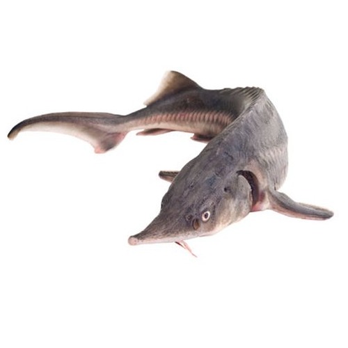 Sturgeon